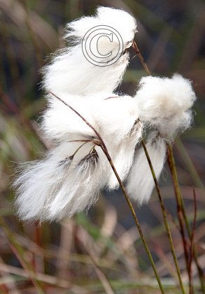 Cottongrass 1 DMOO66